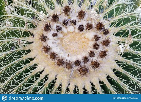 Golden Barrel Cactus In Bloom Stock Photo Image Of Details Botany
