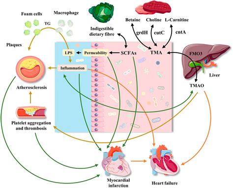 Frontiers Gut Microbiota A Novel Regulator Of Cardiovascular Disease