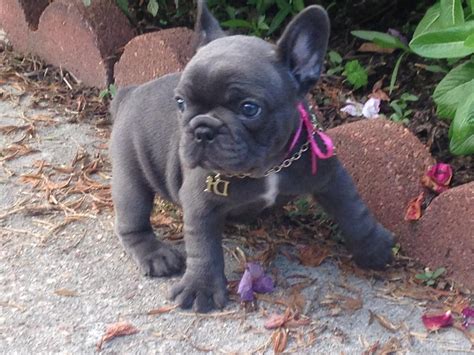 Use the search tool below there are animal shelters and rescues that focus specifically on finding great homes for french bulldog puppies. French Bulldog Puppies For Sale | Carneys Point, NJ #247865