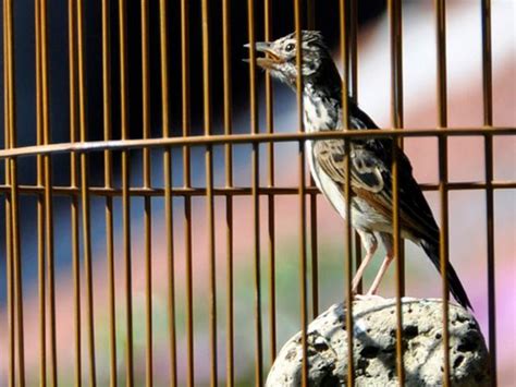 Untuk burung cockatiel betina dewasa dan betina muda terlihat sama dan sulit untuk membedakan dari waktu menetas sampai moulting pertama mereka. Cara Membedakan Burung Branjangan Jantan Dan Betina - Tips ...