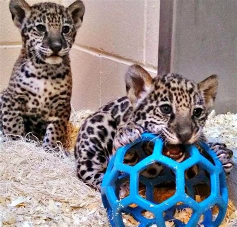 Update Milwaukees Jaguar Cubs Eat Play Grow Zooborns