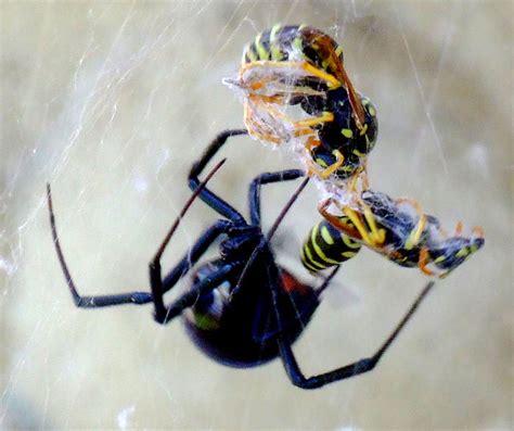 While black widow spider bites are not typically fatal, it is always a good idea to error on the side of caution. Czarna wdowa - Naukowa Wiki