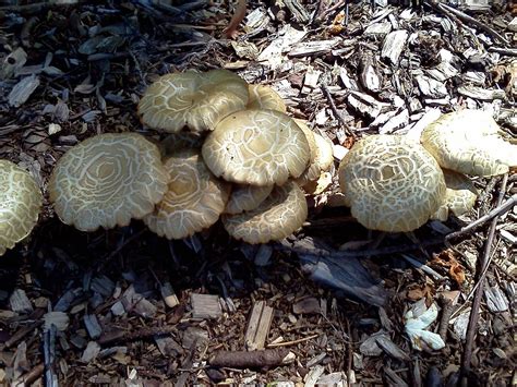 Northwest Mushroom Identification All Mushroom Info