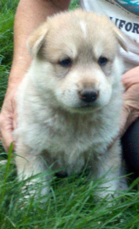 Wolf wolves dog dogs wolfdogs puppies pups pup cubs for ...