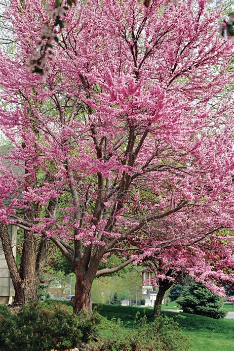 Water your white flowering tree thoroughly when you receive it. The Best Small Trees | Better Homes & Gardens