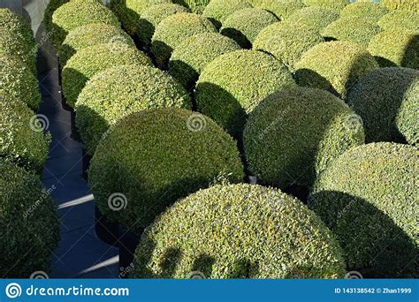 Ball Shaped Shrubs And Bushes Stock Photo Image Of Perspective