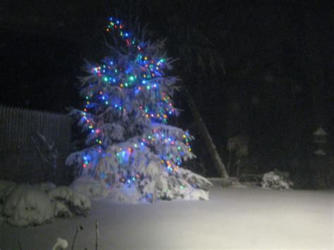 Stew leonard s hosted rescheduled norwalk christmas tree. Stew Leonard Christmas Tree - Christmas Tree Lighting At ...