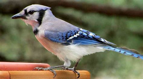 The Blue Jay Bird Cyanocitta Cristata Backyard Birding Blog
