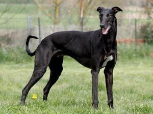 The only thing more dangerous than the front lines was the fight to get there. Greyhounds - Champdogs