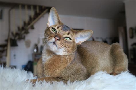 Cat Breed 101 The Abyssinian Petpal