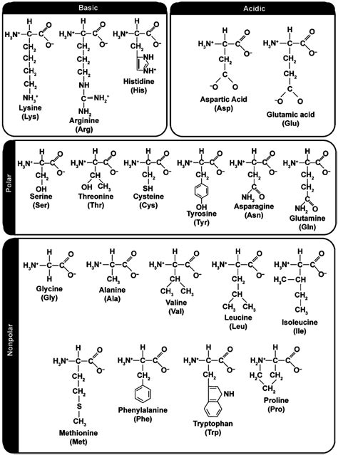 Amino Acid Structure Chart Polar Nonpolar