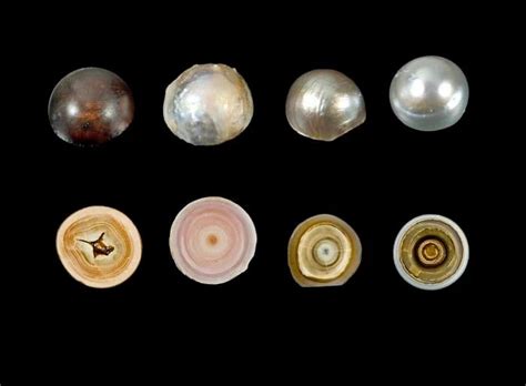 How A Pearl Is Formed Freshwater Pearls Can Take Between 1 To 6 Years