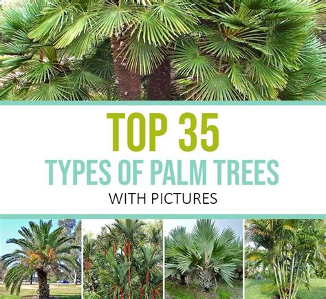 Top 35 Types Of Palm Trees With Pictures Palm Tree Types Palm
