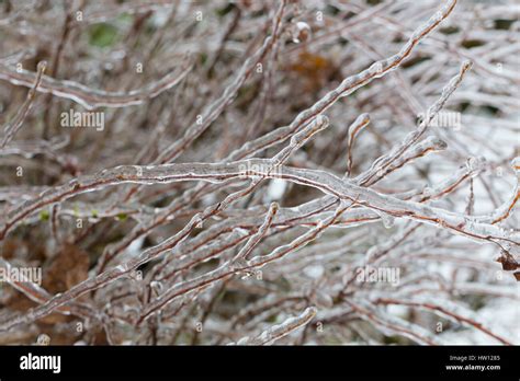 Frozen Plants Covered In A Thick Layer Of Ice After A Rare And