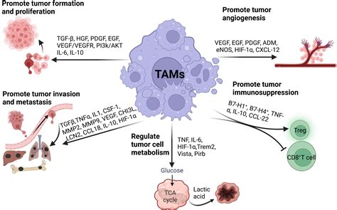 The Roles And Targeting Of Tumor Associated Macrophages