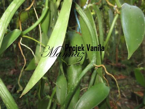 Mahkota tuhan merupakan tumbuhan asli dari kepulauan papua (irian jaya) terletak di timur jauh kepulauan indonesia, daerah maprik. Berita TV Malaysia: Projek Tanaman Vanilla Planifolia Andrews