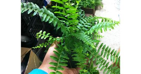Plants bring calm around them and relax the mind. Boston Fern Plant | Best Indoor Plants That Help You Sleep ...