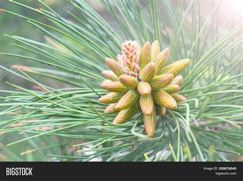 Growing Beautiful Pine Image And Photo Free Trial Bigstock