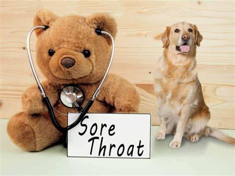 Can Dogs Get Sore Throats 9 Conclusive Symptoms For Dog Sore Throat