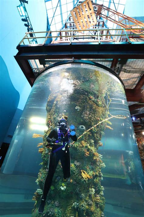 Moody gardens, consisting of aquarium, rainforest and discovery pyramids, is an educational aquarium pyramid moody gardens invites guests to dive into four oceans of the world. Moody Gardens unveils $37 million aquarium renovations