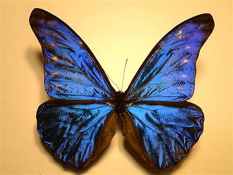 Unique Butterflies | eBay Stores