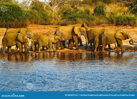 A Herd Of African Elephants Drinking At A Waterhole Lifting Their