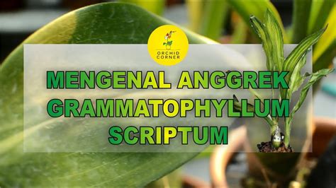 Mengenal Anggrek Grammatophyllum Scriptum 75 Youtube