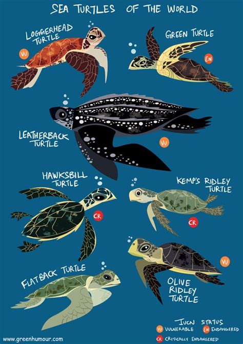 Sea Turtles Of The World Tortugas Marinas Animales Acuáticos Animales Marinos