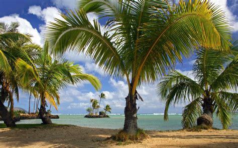 Pics Of Coconut Tree On Beach Hd Wallpapers