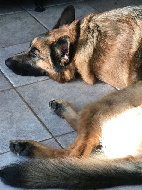 Ozzy Sunning And Sleeping After A Day Out German Shepherd Dogs