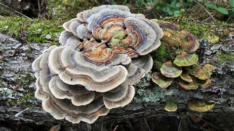 Use them in commercial designs under lifetime, perpetual & worldwide rights. Mushrooms and Mycelium Help the Microbiome — Fungi Perfecti