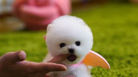Miniteacuppuppy Teddy Bear White Pomeranian Here Youtube
