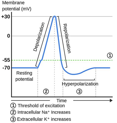 Action Potential Hyperpolarization