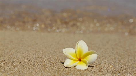 🔥 Download Beautiful Frangipani Plumeria Tropical Flower On Sandy Beach