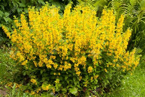The Beauty Of Yellow Perennial Flowers