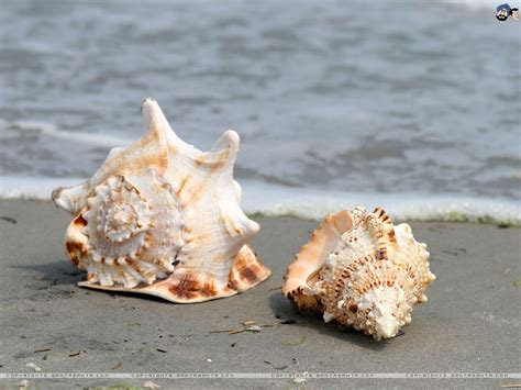 Most Beautiful Seashells Of The World Sea Shells Shells Shell Beach