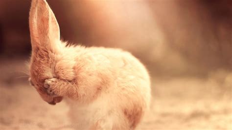 🥇 Cute Sad Bunny Wallpaper 143505