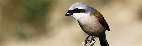 Die meldung der gebiete erfolgte nach fachlichen gesichtspunkten. Arten & Lebensräume - Die Schutzgüter des Natura 2000-Netzes