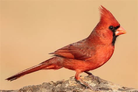 15 Most Popular North American Bird Species