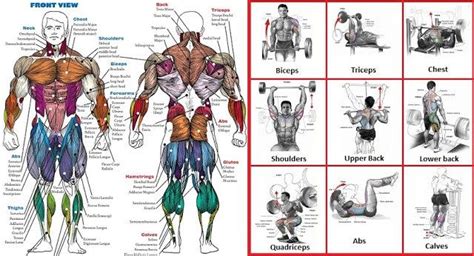 Workout Back Muscles Chart The Largest Muscle Group In The Upper Body