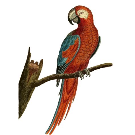 Parrot Vector Image Free Svg