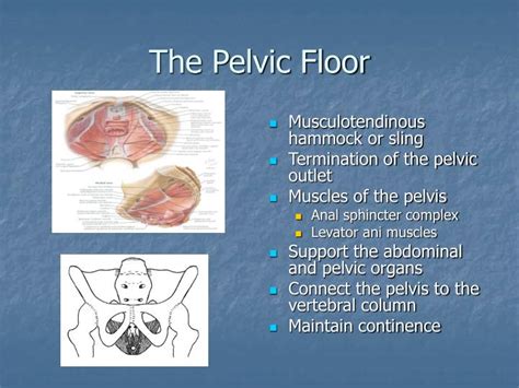 Ppt Pelvic Floor Anatomy Powerpoint Presentation Id161220