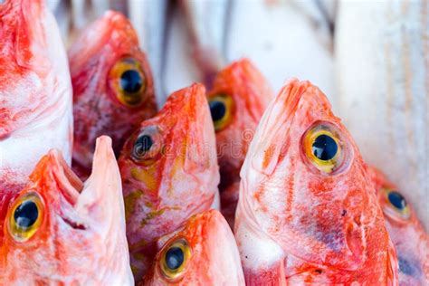 Fresh Redfishes And Other Seafood On Market In Morocco Ready For Stock