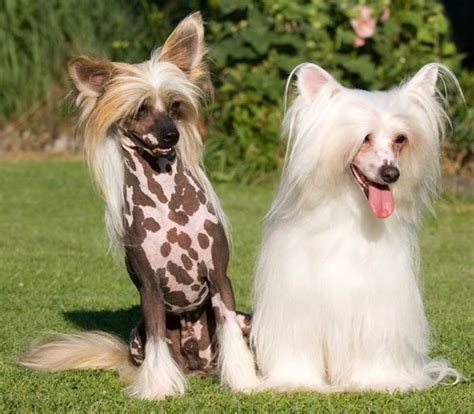 Check spelling or type a new query. Chinese Crested Dog | DinoAnimals.com
