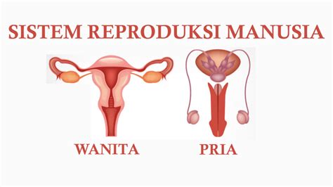 Anatomi Sistem Reproduksi Wanita Materikimia
