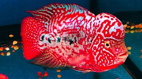 Top 10 Rare Super Red King Kamfa Flowerhorn Big Head Flowerhorn Fish
