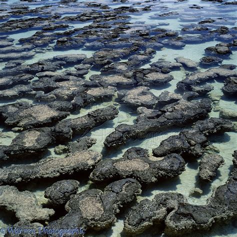 Stromatolites Photo Wp02396