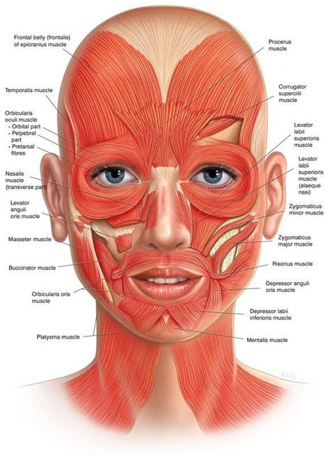 Human muscle system, the muscles of the human body that work the skeletal system, that are under voluntary control, and that are concerned with the following sections provide a basic framework for the understanding of gross human muscular anatomy, with descriptions of the large muscle groups. Best Face And Jowls Workout Solutions: Fix Saggy Skin With ...
