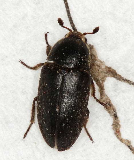 What is effective for killing? Black Carpet Beetle