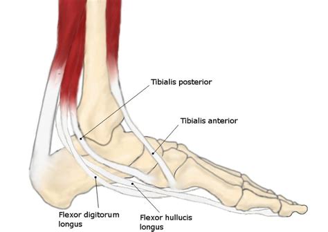 Tendon sheaths consist of two layers: Posterior Tibial Tendon Dysfunction - Somastruct | Healthy ...